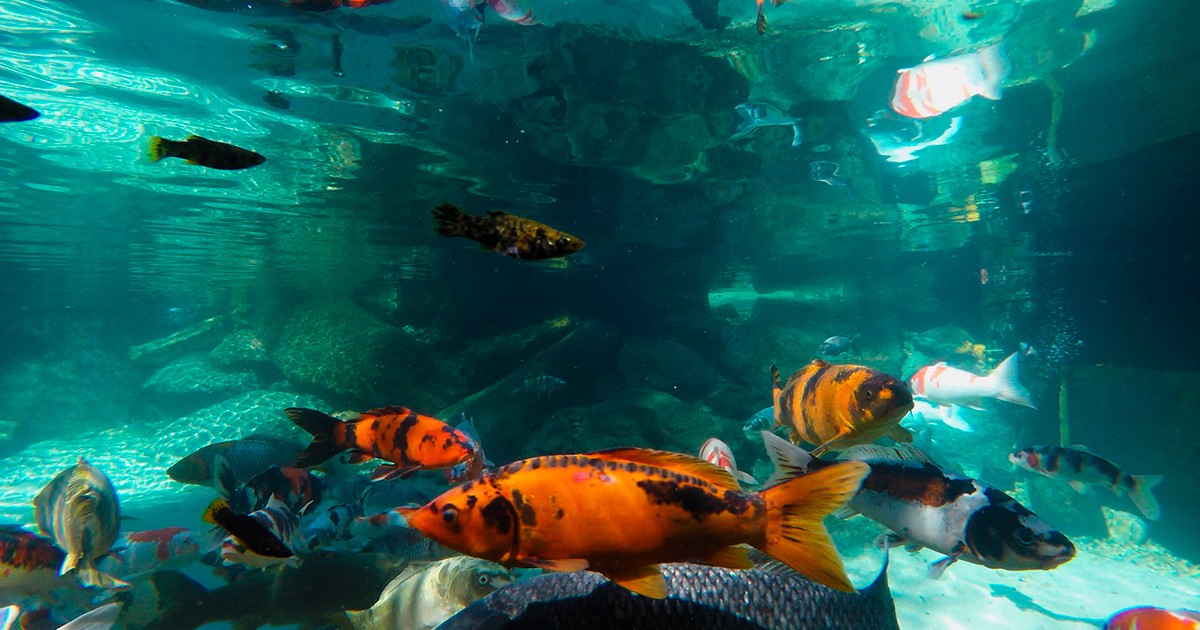 Curso de Criação e Reprodução de Peixes Ornamentais de Água Doce ocorre em São Paulo