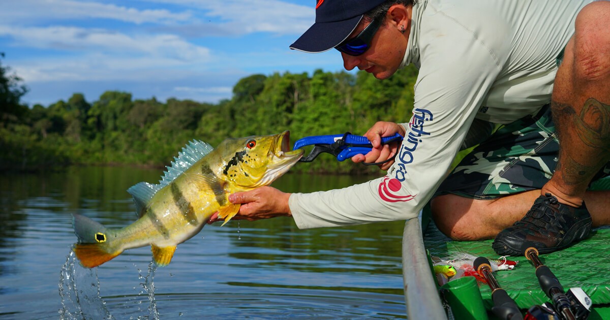 Onde pescar: Tucunaré o embaixador da pesca esportiva