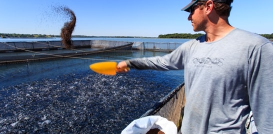 Programa Internacional de Certificação de Pesca e Aquicultura