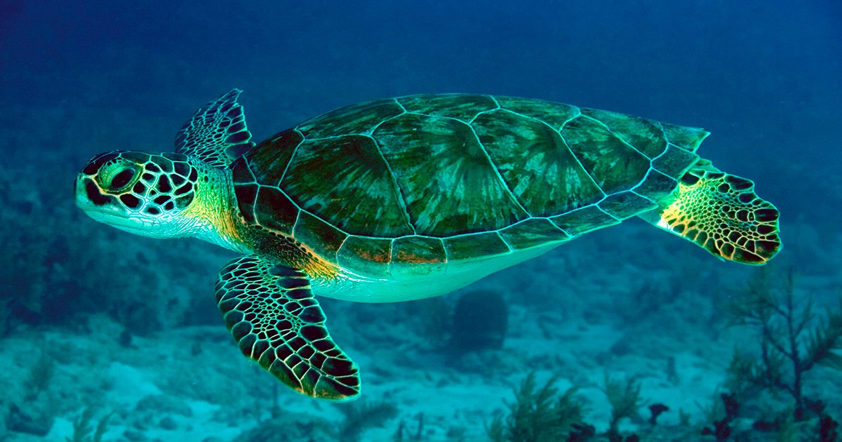 Entender o comportamento de tartarugas marinhas contribui para a preservação da espécie