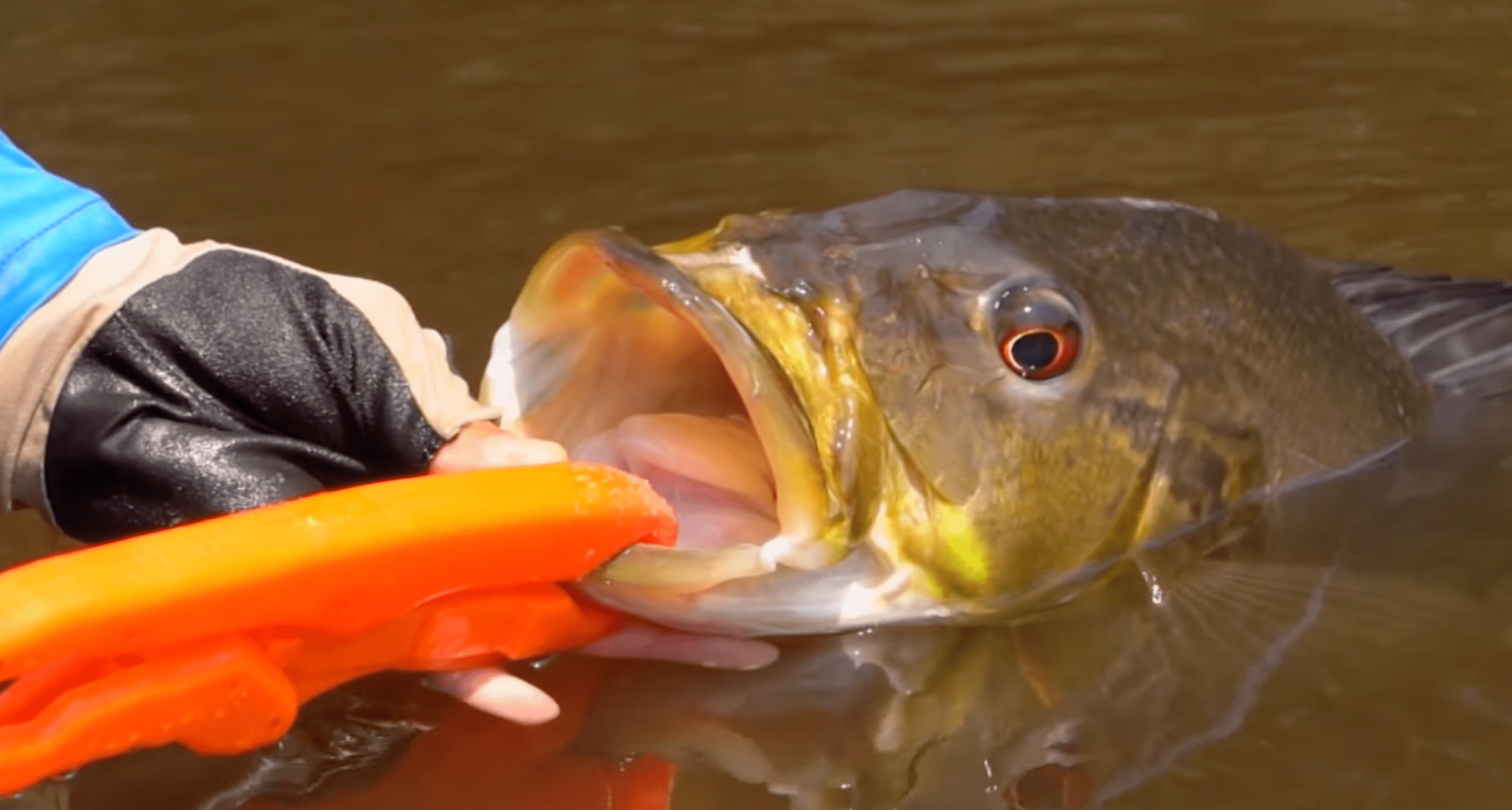 Belo exemplar fisgado em pesca amazônica