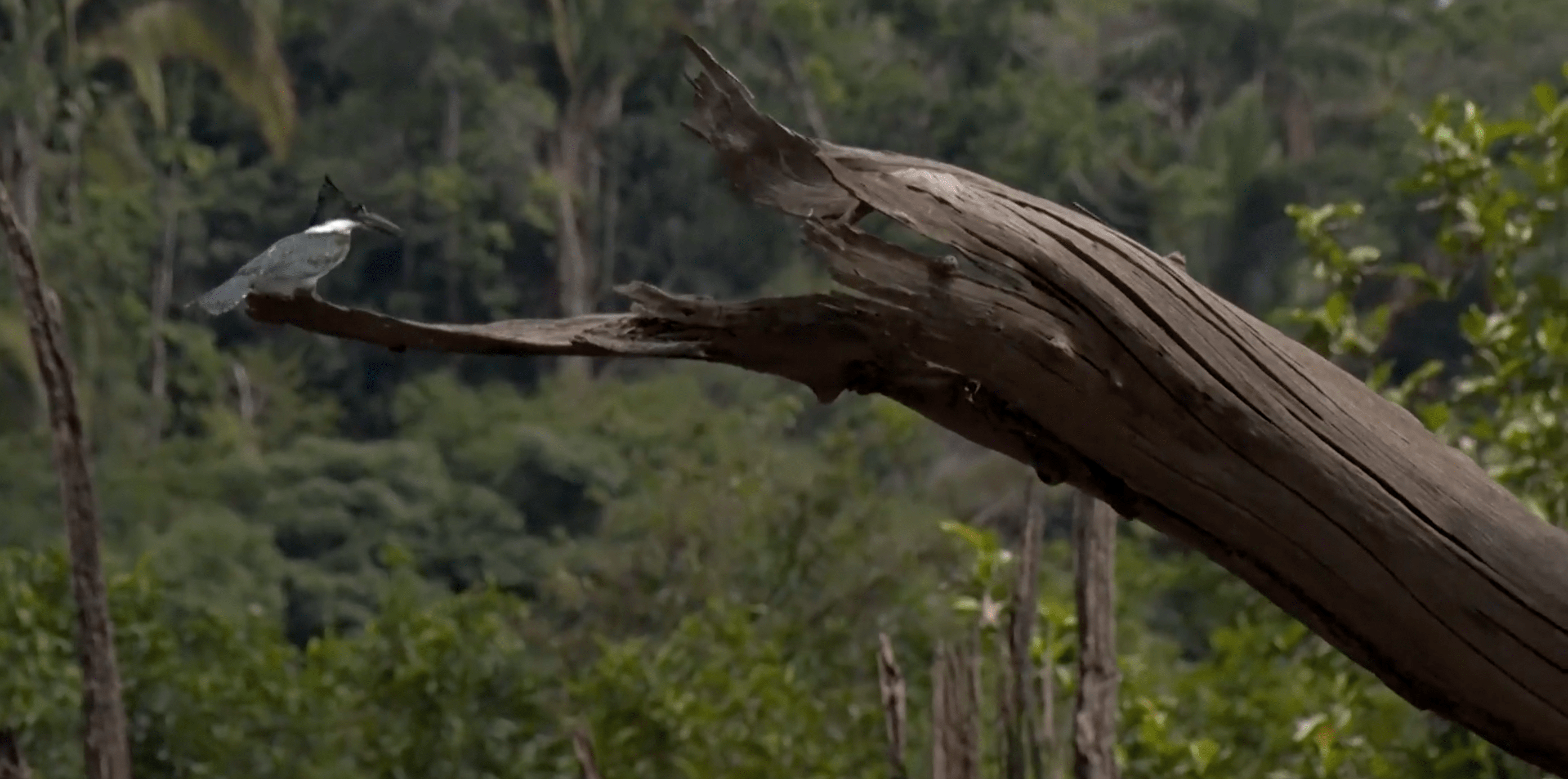 Amazônia possui diferentes espécies de animais 