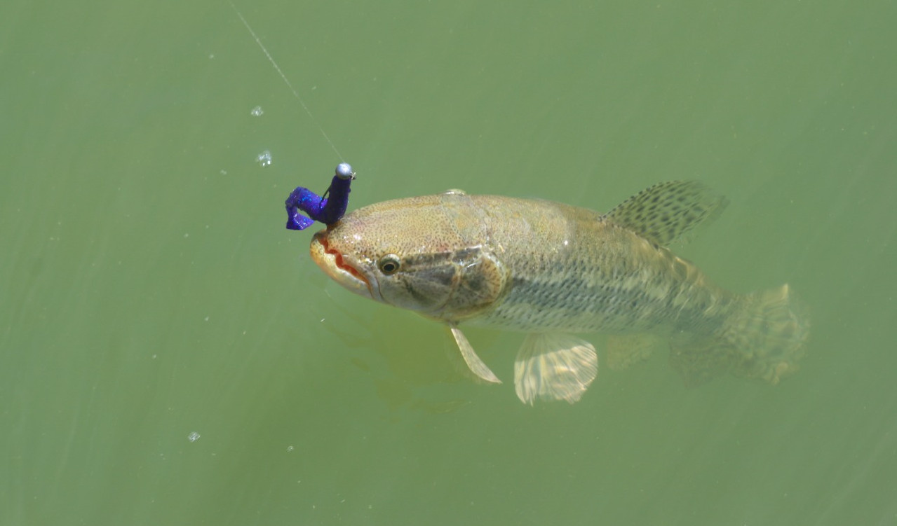 É preciso ficar atento às espécies de peixes e seus cuidados 