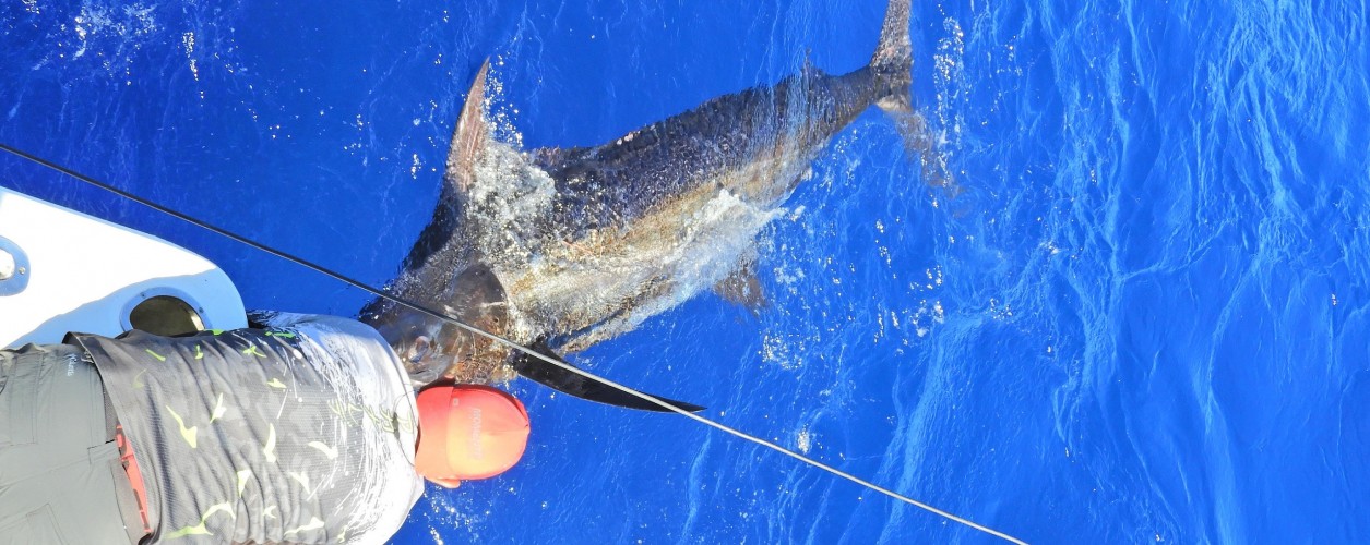 Pesca de marlin em Canavieiras