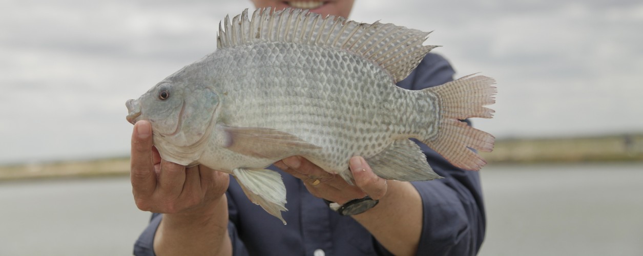 aquicultura, tilápia