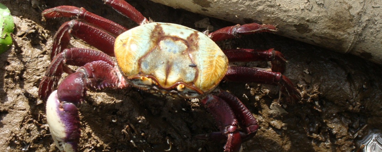 caranguejo-uçá, aplicativo ICMBio