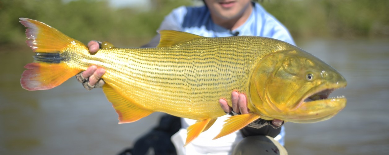 Dourado, lei de proteção, Paraná