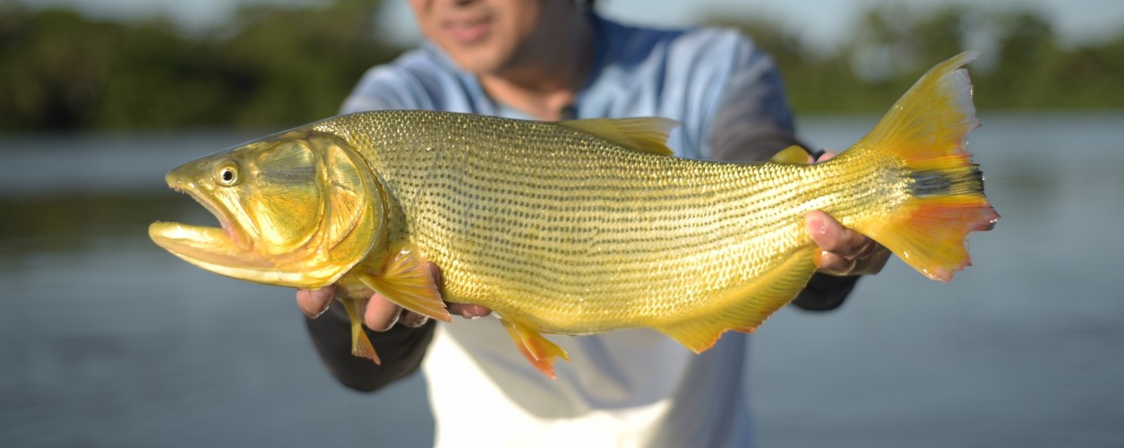 Dourado, Mato Grosso do Sul