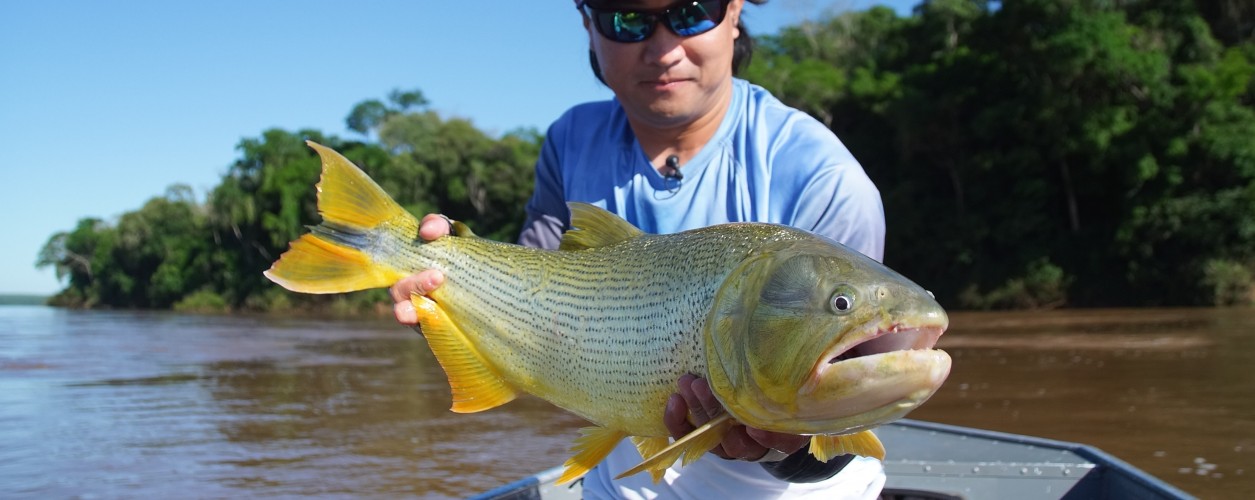 dourado, rio Uruguai