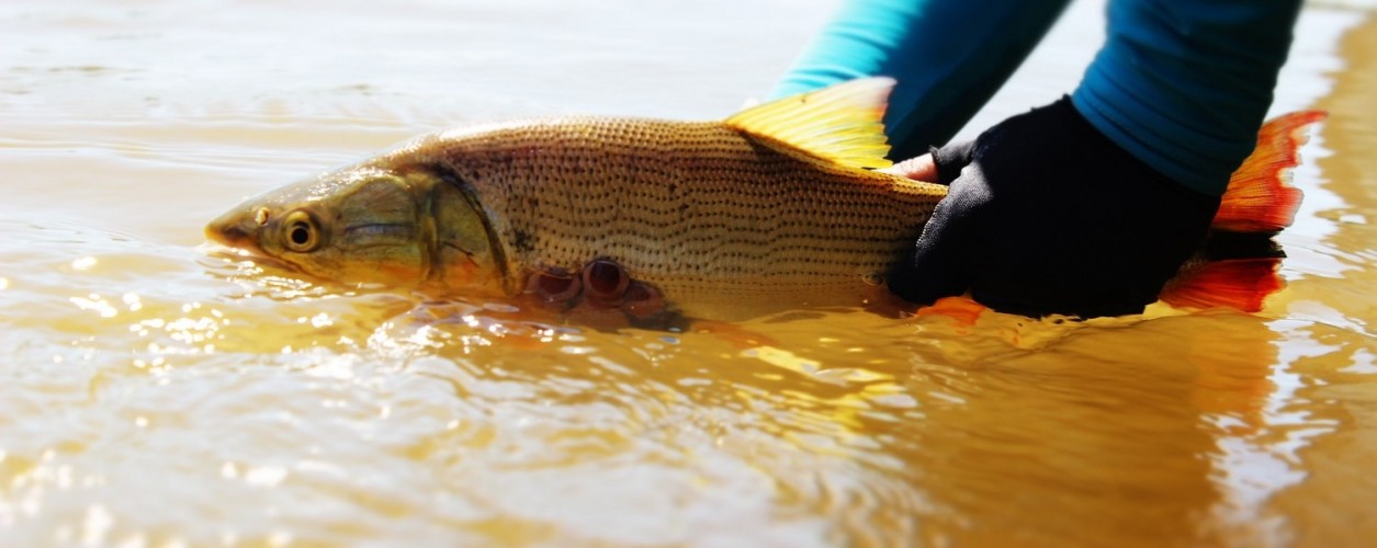 dourado, Mato Grosso