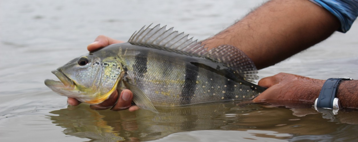 pesca esportiva, pesque e solte