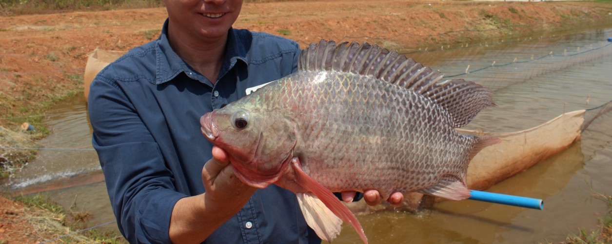 aquicultura, tilápia