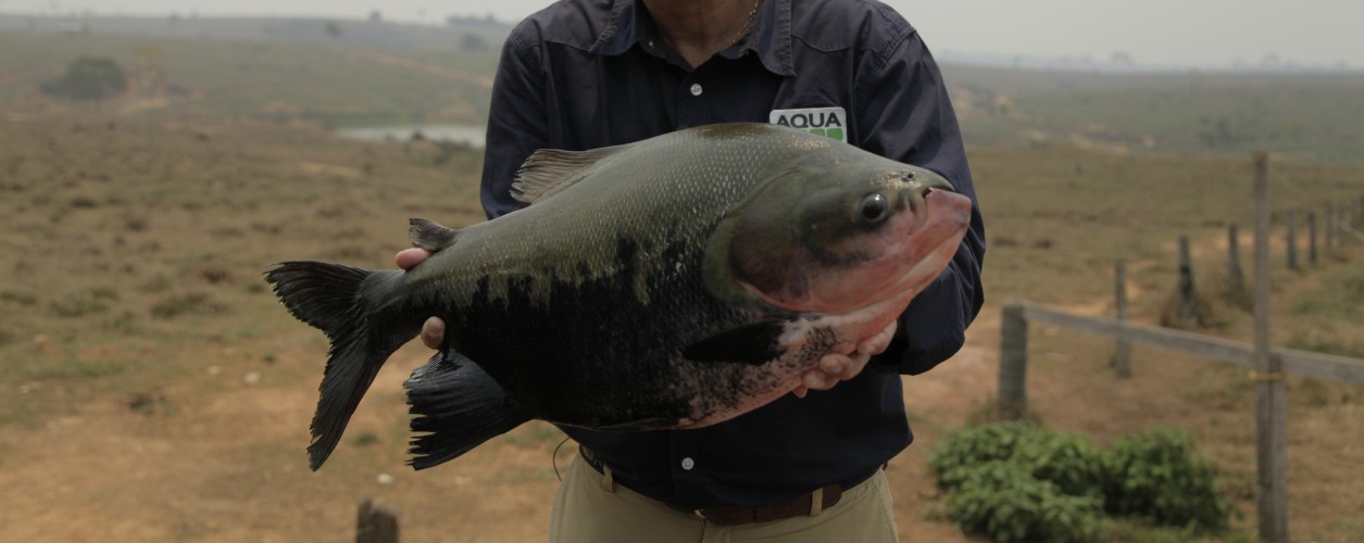 aquicultura, tambaqui, Fabio Sussel