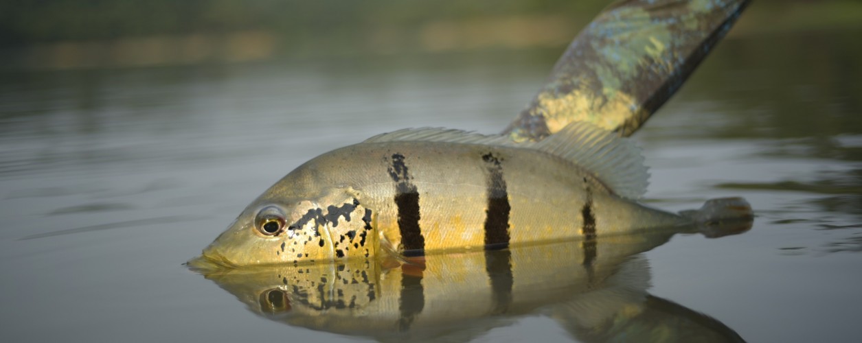 Soltura tucunaré, pesque e solte, Fish TV