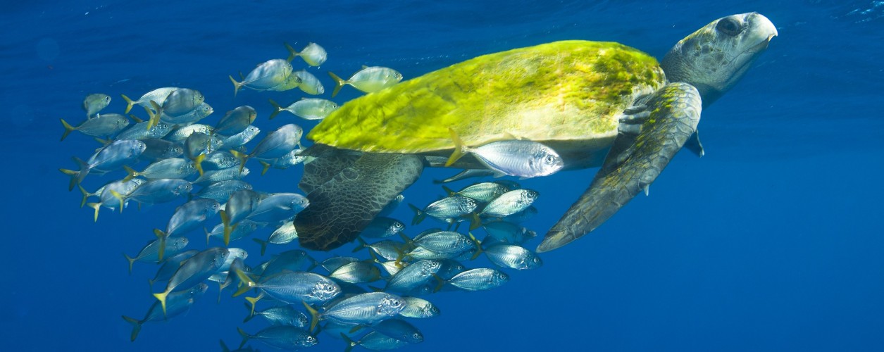 tartaruga marinha projeto tamar