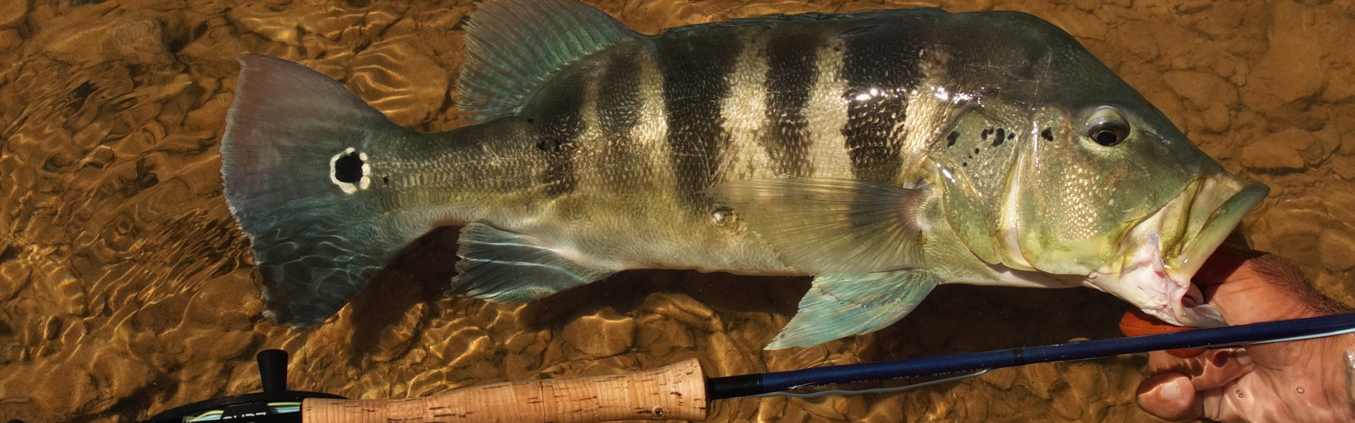 Torneios no Amazonas e Paraná foram os destaques do final de semana. Foto: Fish TV.