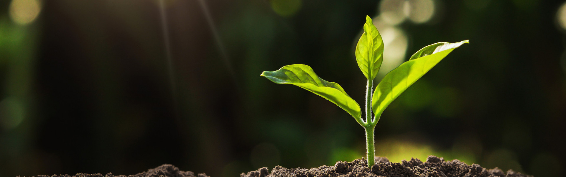 Semana do Meio Ambiente: como o Brasil está se preparando para a data?