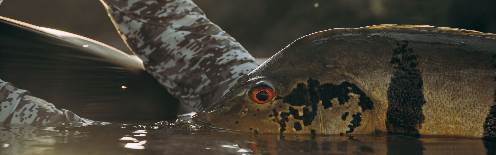 É dia de festa! 29 de junho: dia do pescador e aniversário de 12 anos da Fish TV