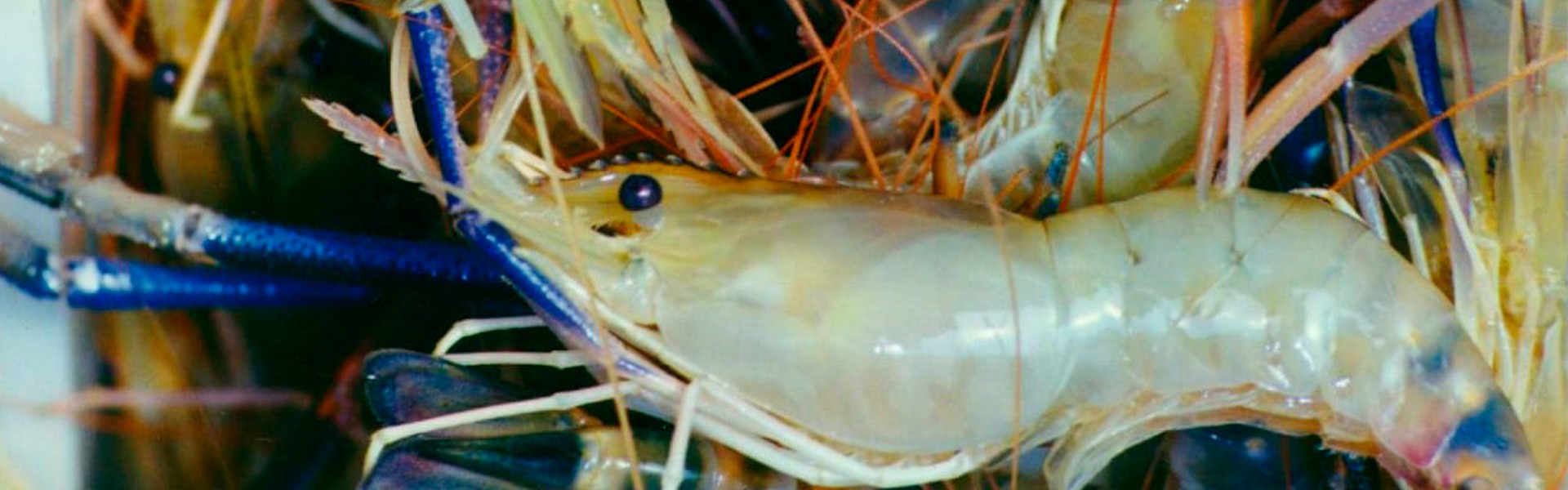 Instituto de Pesca oferece curso sobre criação de camarões em água doce