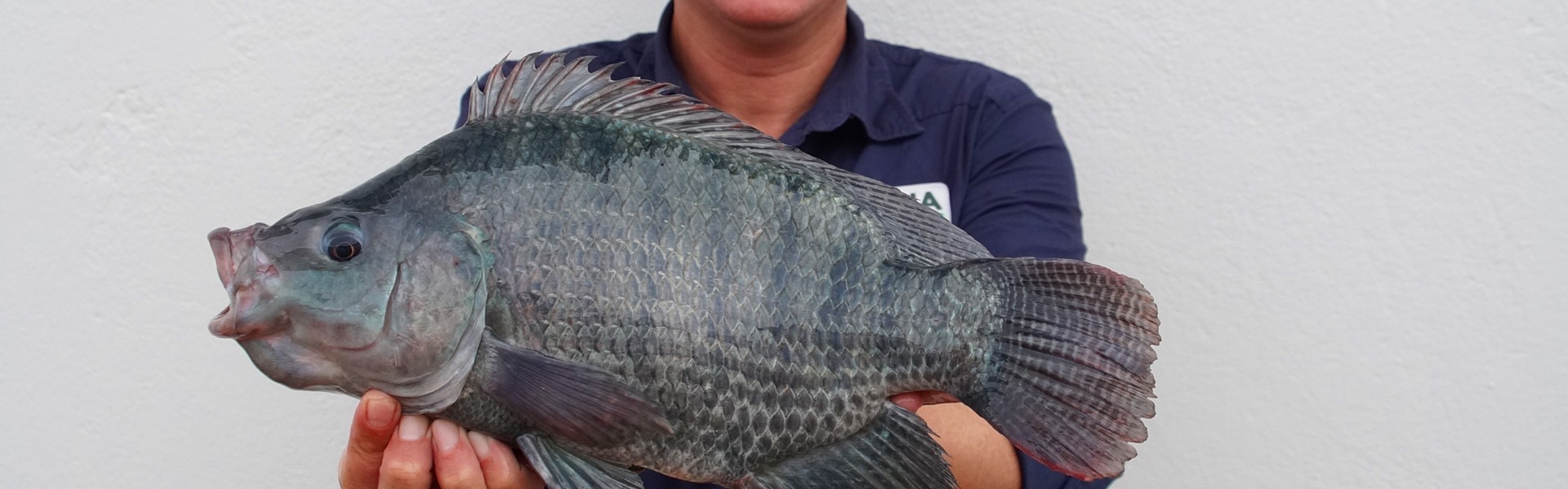 Simpósio Internacional de Nutrição e Saúde de Peixes ocorre em São Paulo