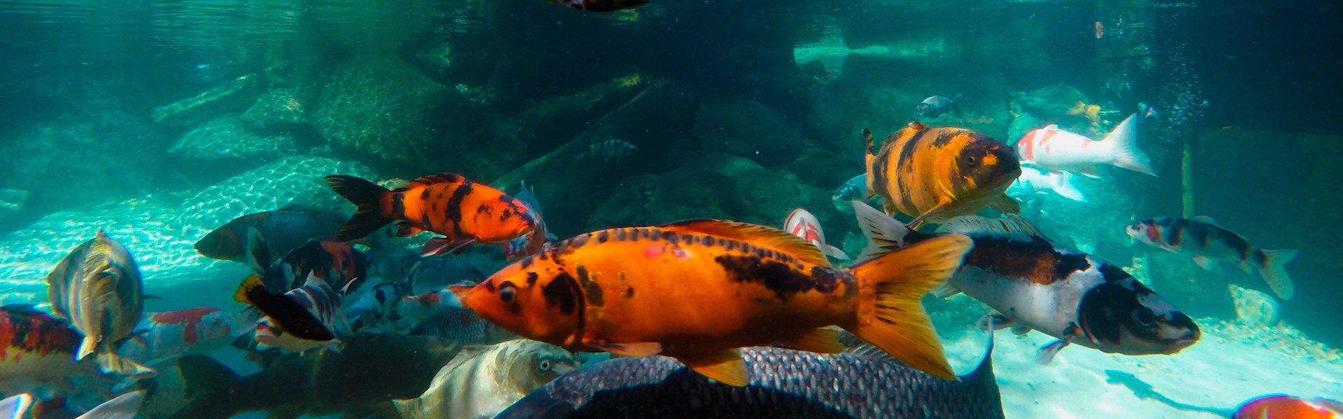 Curso de Criação e Reprodução de Peixes Ornamentais de Água Doce ocorre em São Paulo