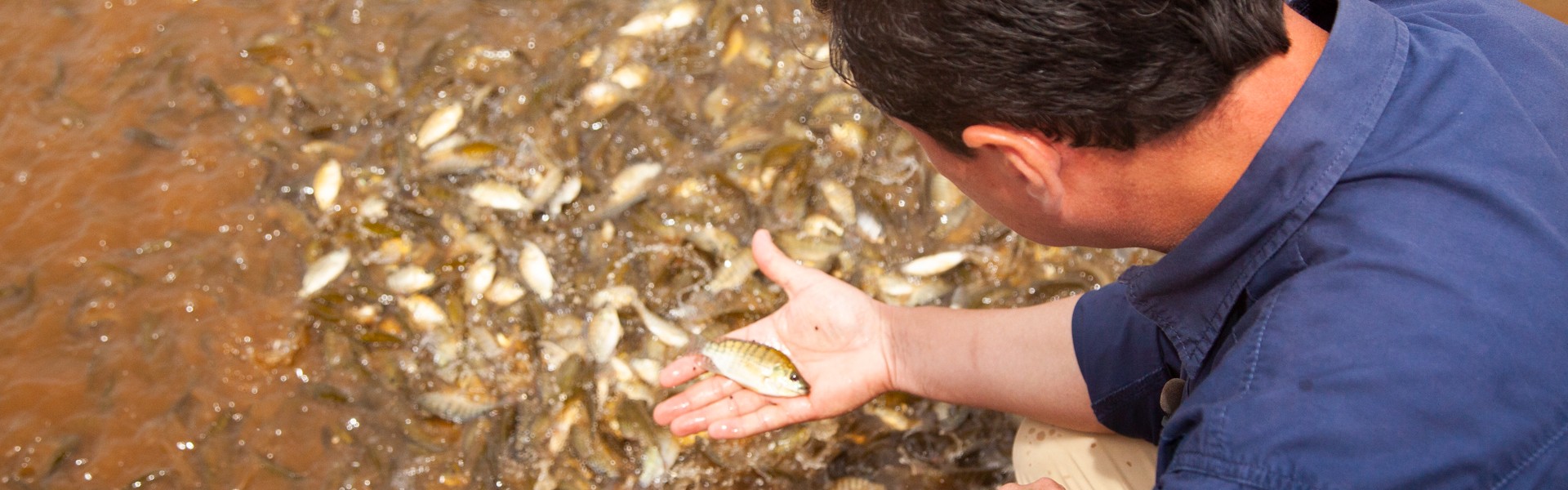 Instituto de pesca oferecerá curso sobre melhoramento genético de peixes