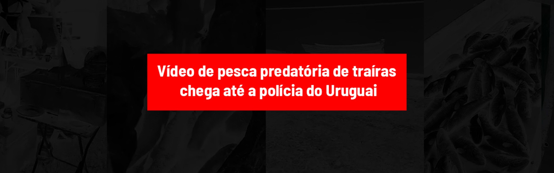 pesca predatória, traíra