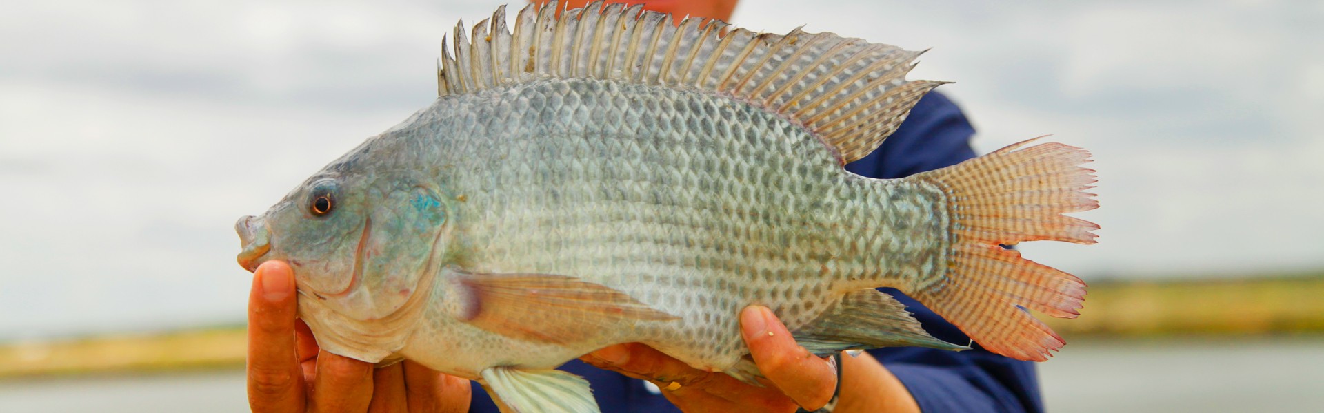 Semana do Pescado revela que brasileiro está comendo mais peixe