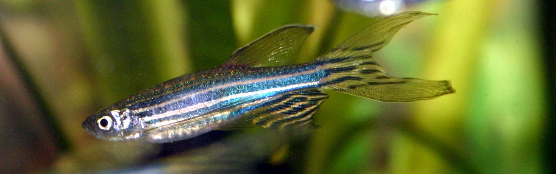 peixe paulistinha