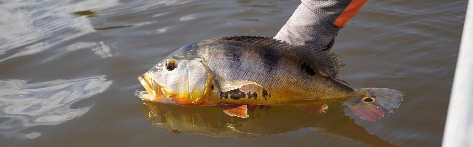 Governo de Rondônia revoga proibição da pesca esportiva