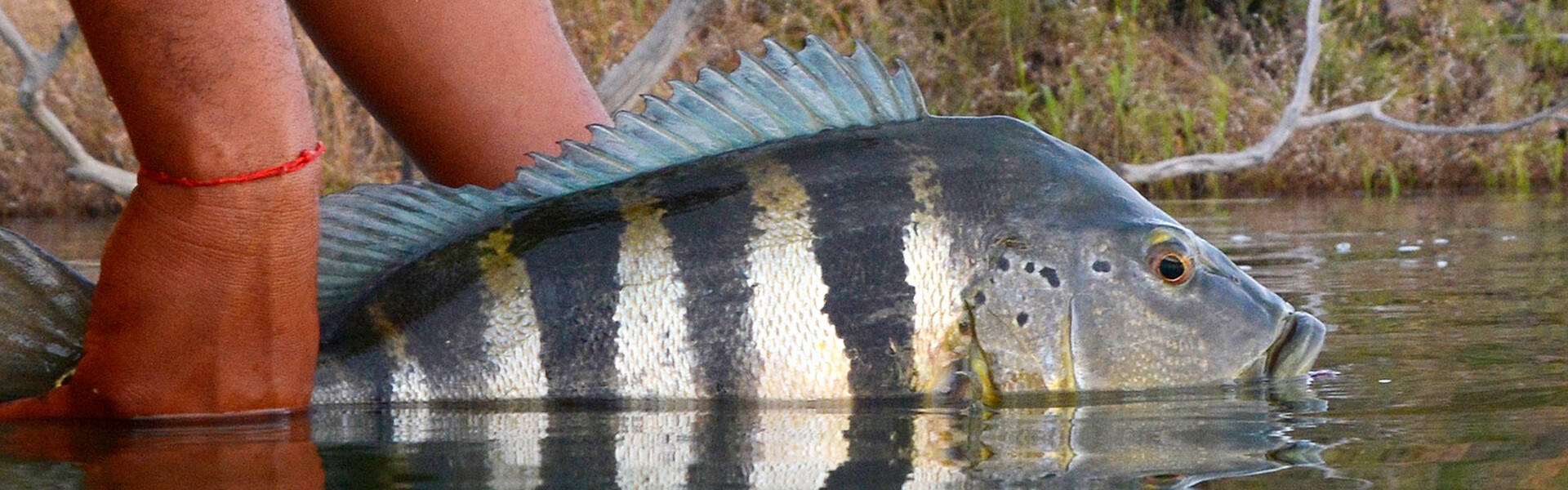 Turismo de pesca está reabrindo