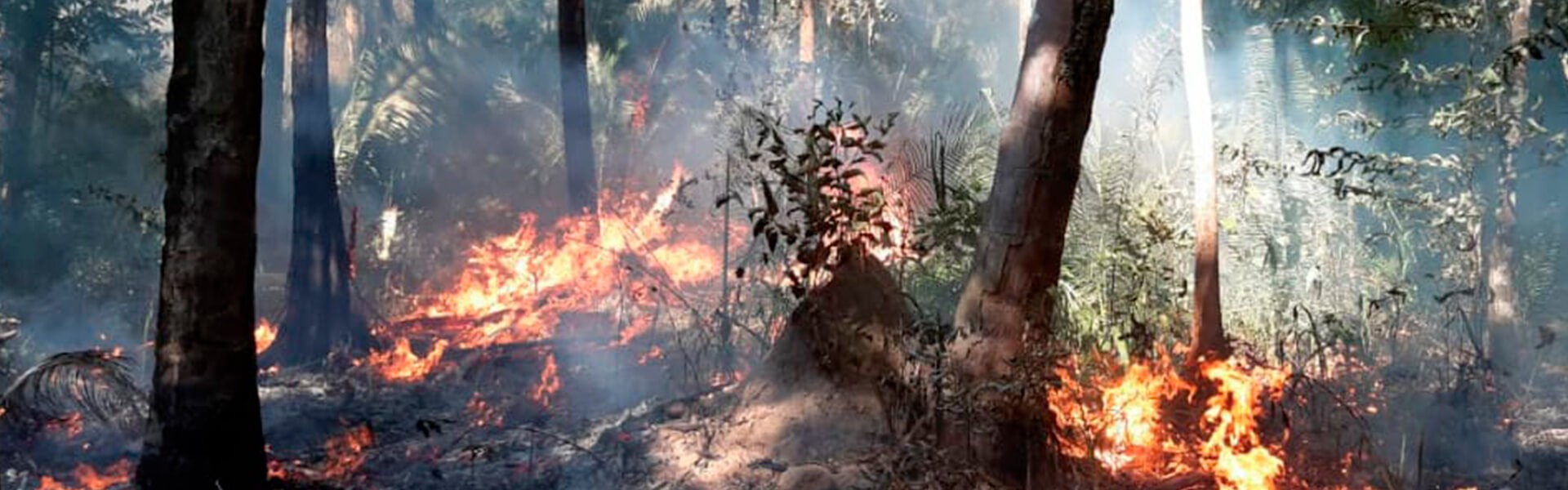 Incêndios no Pantanal