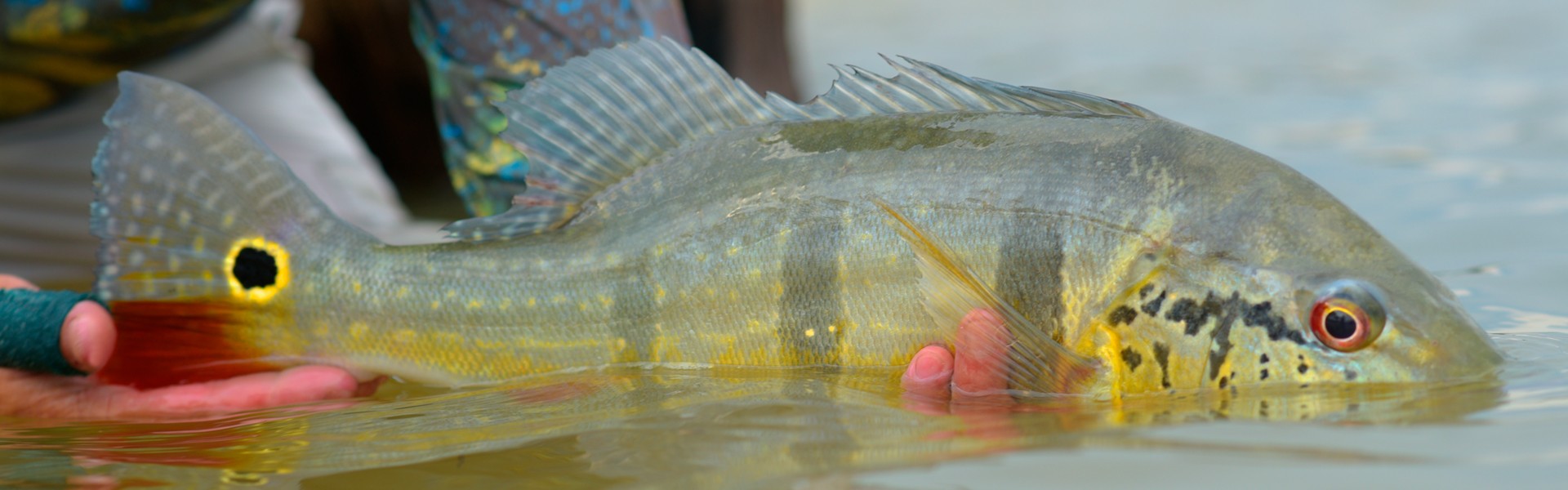Pesca Esportiva: qual o papel para o desenvolvimento sustentável?