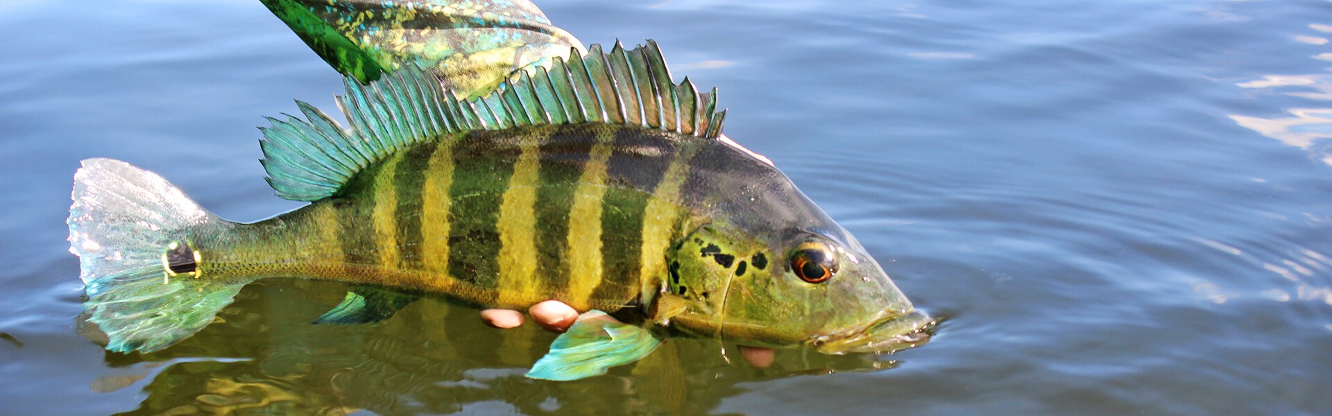 Tire suas dúvidas sobre a portaria do ICMBio que regulamenta pesca esportiva em unidades de conservação