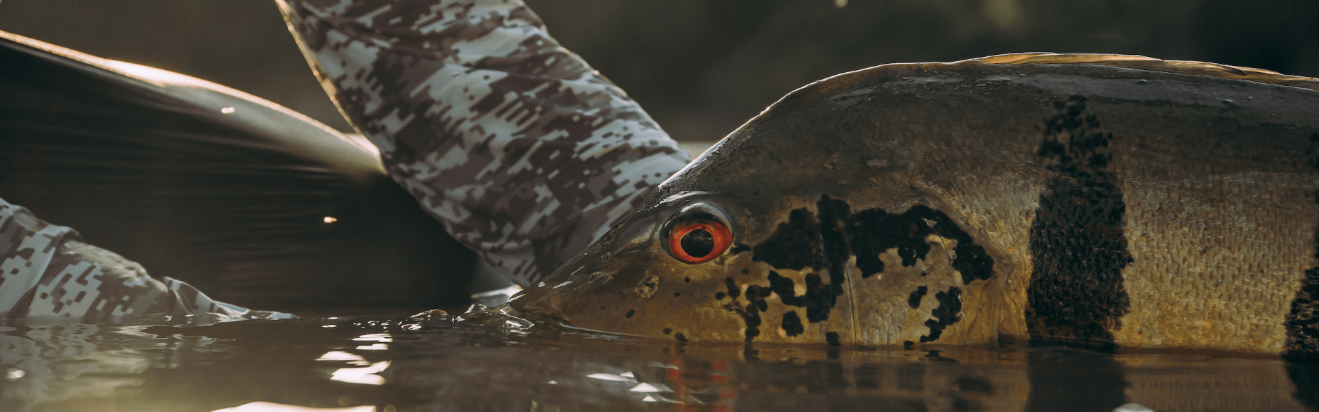 Lei regulamenta a Pesca Esportiva do Tucunaré no Estado do Amazonas