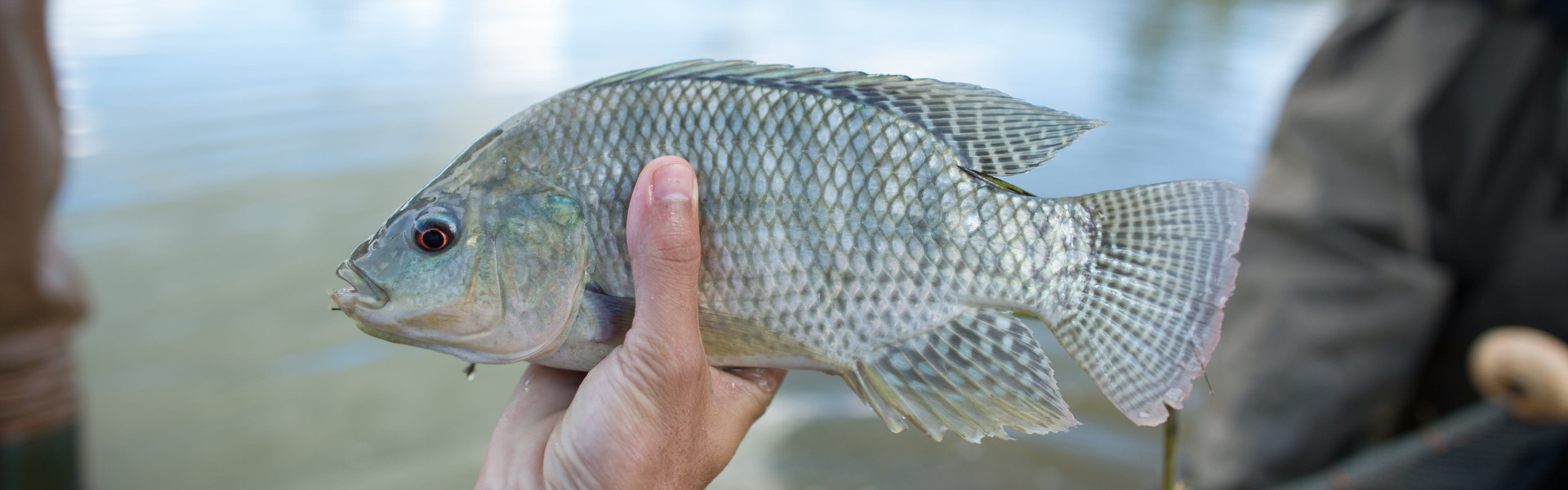 NOVA REGRA PARA TRANSPORTE DE PEIXES PROMETE REFORÇAR CONTROLE, MAS ABRE DEBATE NO SETOR. Foto: Flickr / Confederação da Agricultura e Pecuária do Brasil.