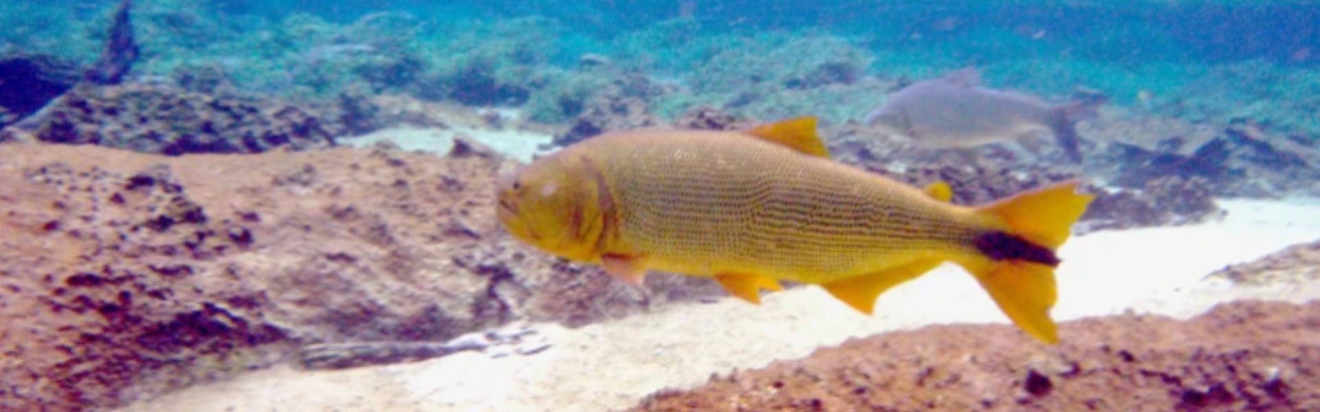 Expointer recebe reunião da Frente Parlamentar da Pesca Esportiva do Dourado.