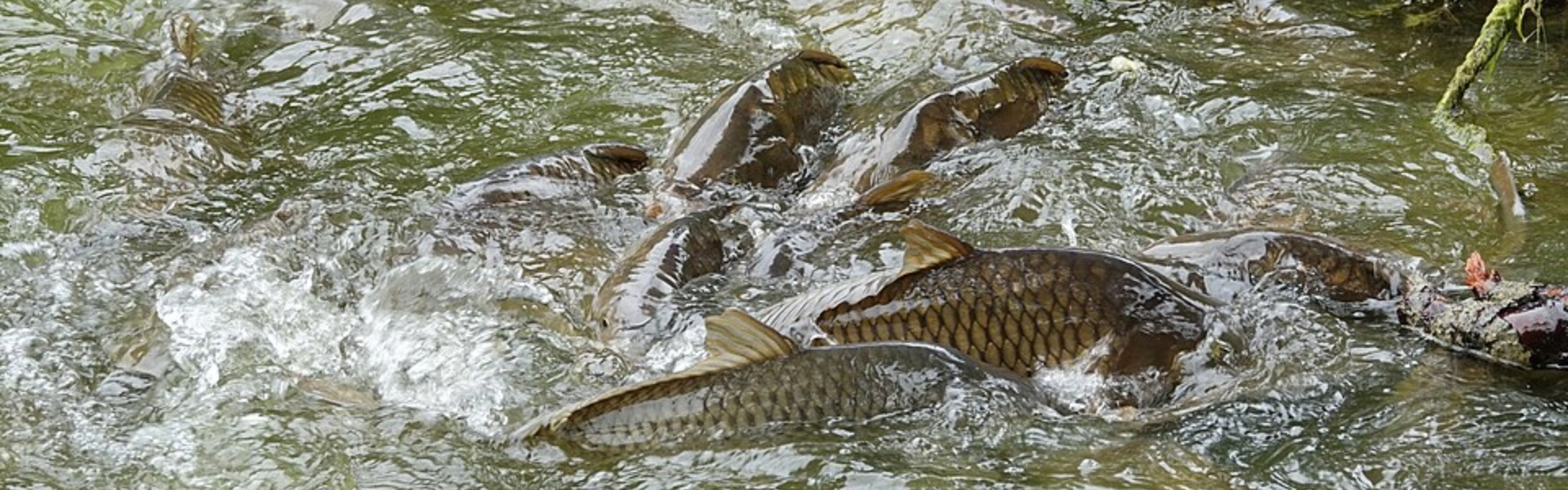 Espécies fora de seus habitats: qual o impacto na biodiversidade e na pesca esportiva? Foto: Gzen92 / Commons Wikimedia.