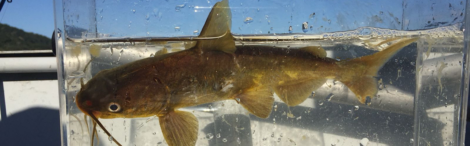 BAGRES COM FERRÃO APARECEM EM PRAIAS DO LITORAL NORTE DE SP E ACENDEM ALERTA PARA BANHISTAS. Fotos: André Nagae/Fishing Stories.