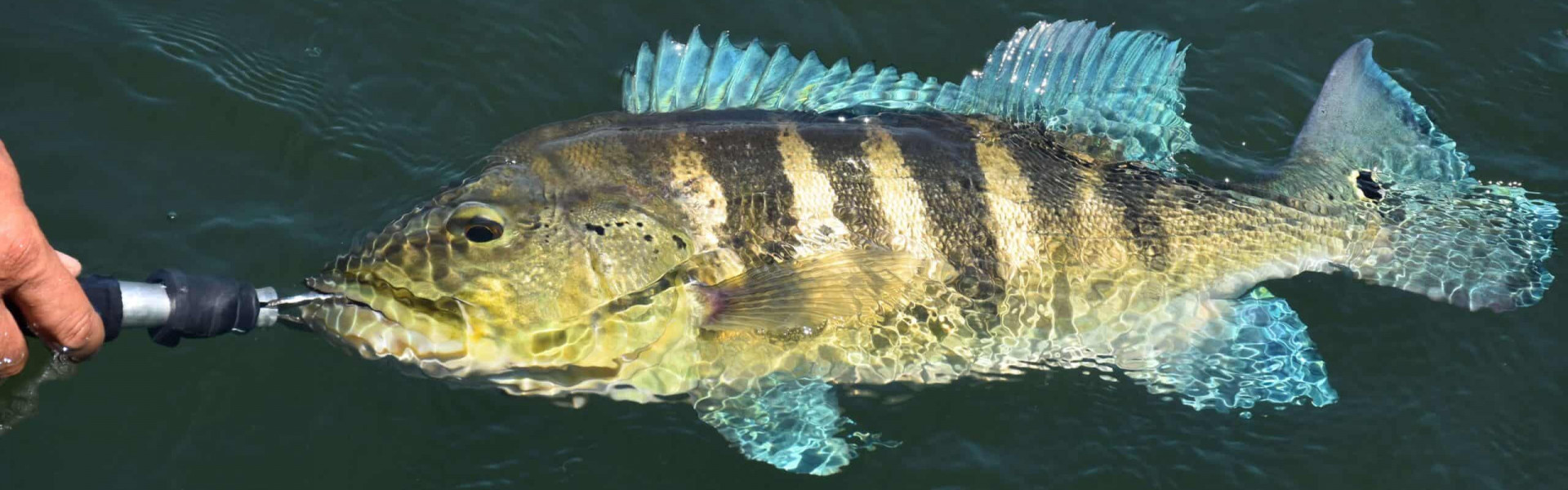 Projeto de Lei é criado para regulamentar a pesca do Tucunaré no Paraná