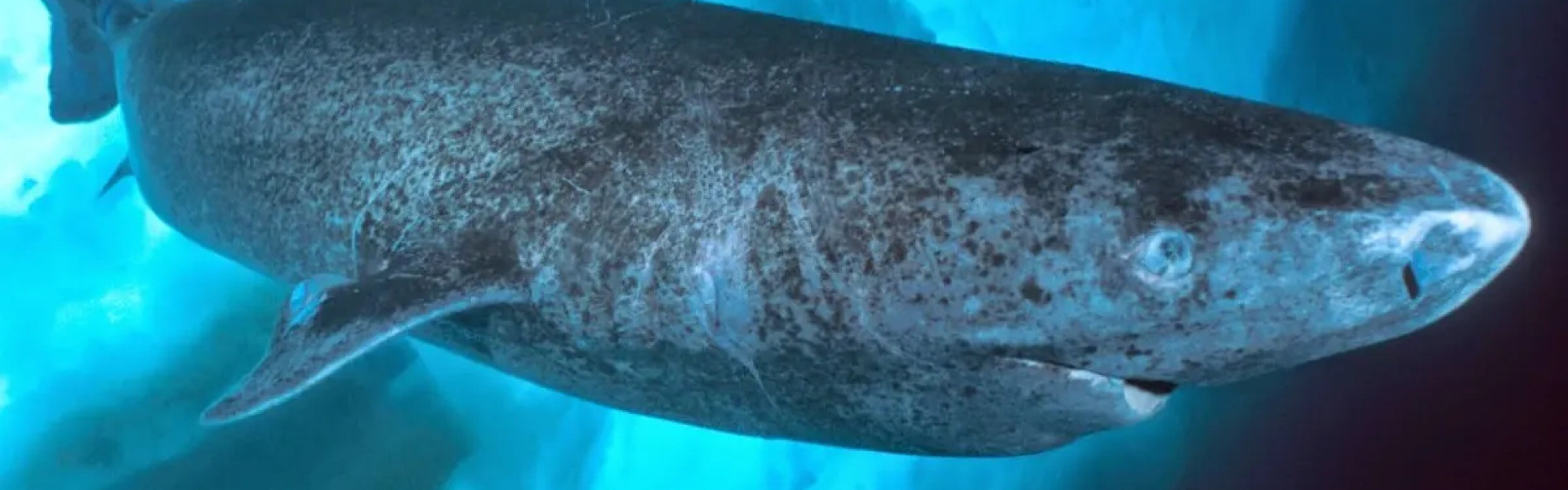Com 518 anos, animal mais velho do mundo é visto novamente no oceano do Caribe