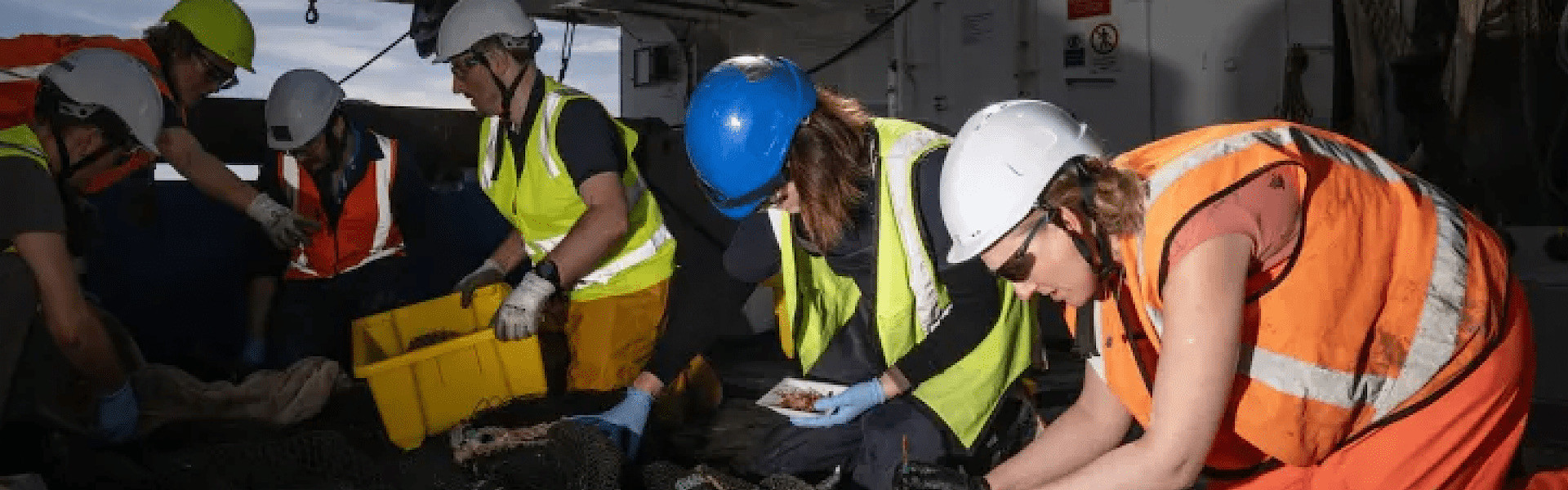 Descoberta no fundo do mar? Cientistas encontram potenciais novas espécies