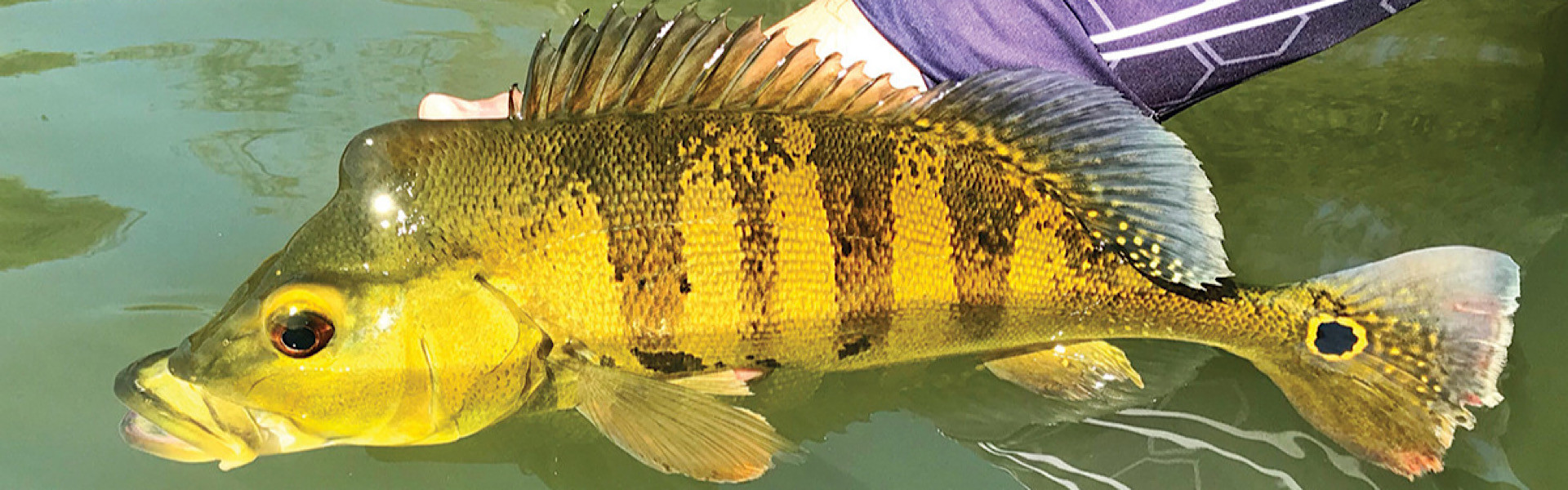 Ministério do Turismo trabalha para fortalecer o Pará no cenário da pesca esportiva nacional