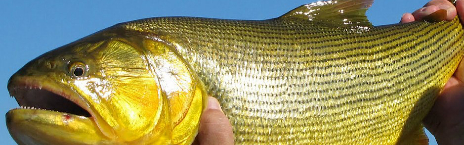 Pescadores profissionais criam abaixo-assinado contra projeto que proíbe pesca de 29 espécies. Foto: Reprodução.