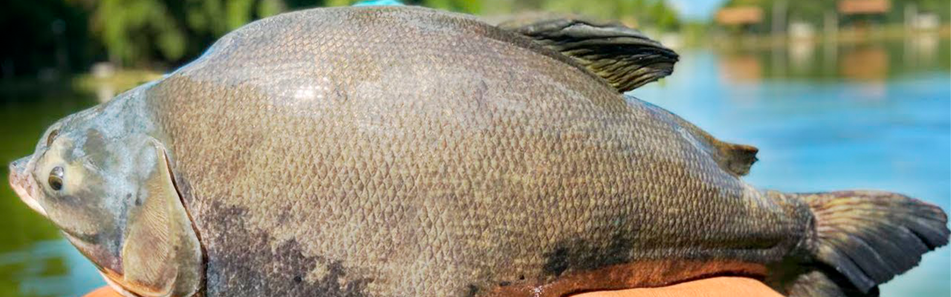 Manejo de peixes na arena paranaense do CBP: conheça a ação que promete aumentar a produtividade das etapas