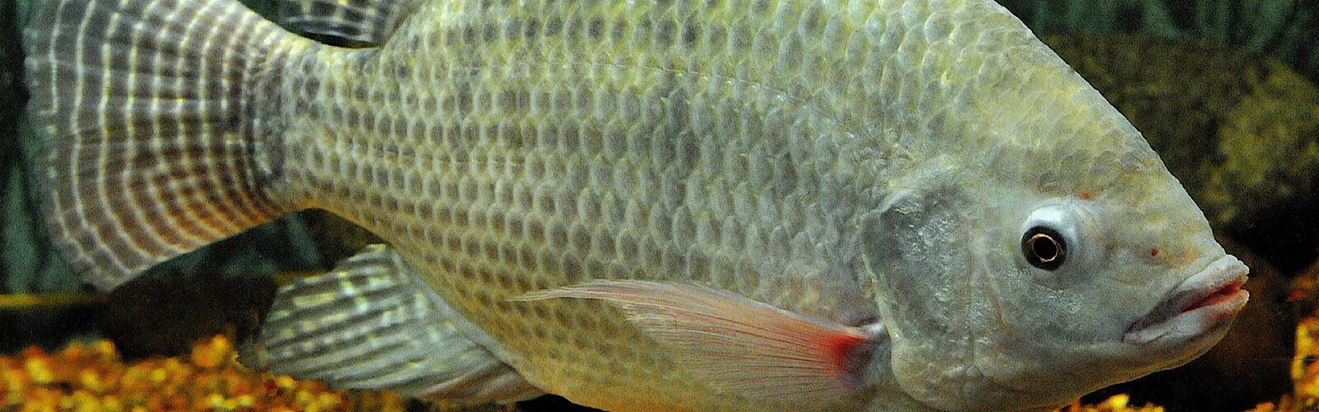 Tilápia na Lista das Espécies Invasora: especialista diz que praticamente nada mudará na piscicultura. Foto: Germano Roberto / Wikimedia Commons.