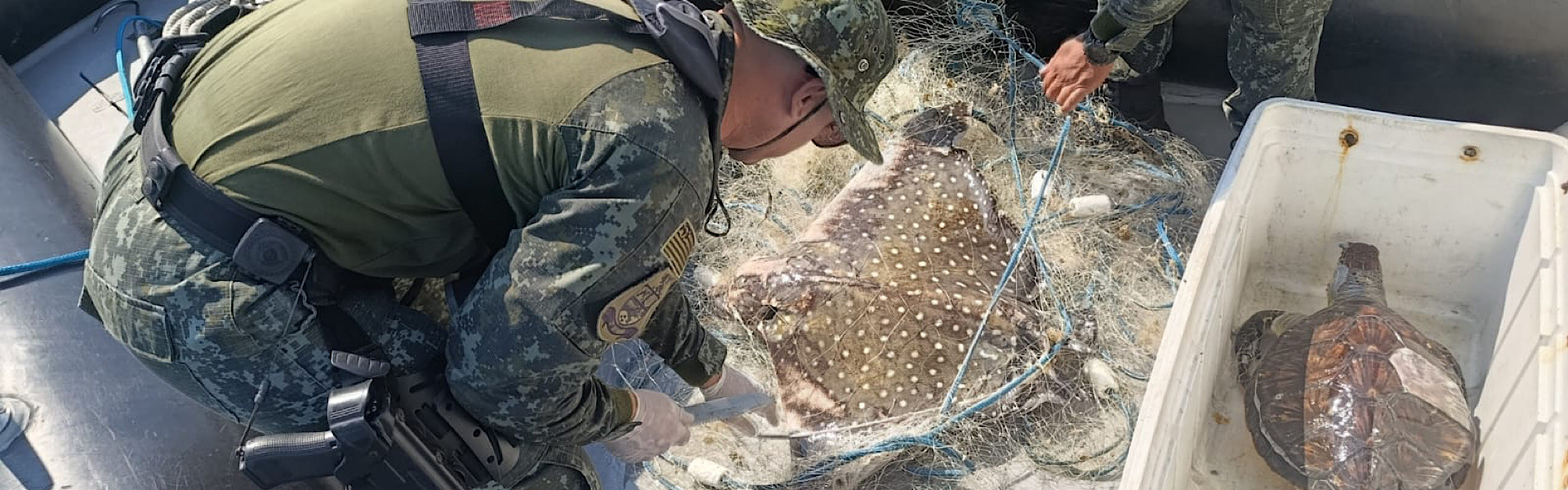 ANIMAIS MARINHOS SÃO ENCONTRADOS MORTOS EM ÁREA PROTEGIDA NO LITORAL DE SP. Foto: Divulgação / Polícia Militar Ambiental Marítima de SP.