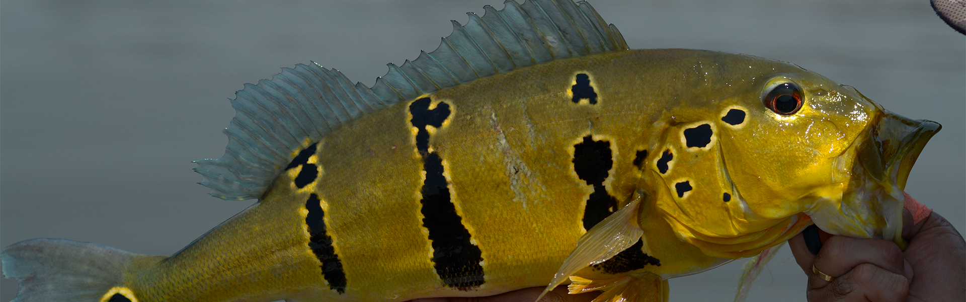 Fã pescador cria música para a Fish TV e para o CBP: ouça aqui!