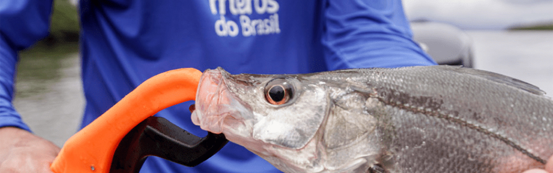 Projeto Meros do Brasil lança e-book para auxiliar pescadores esportivos: conheça