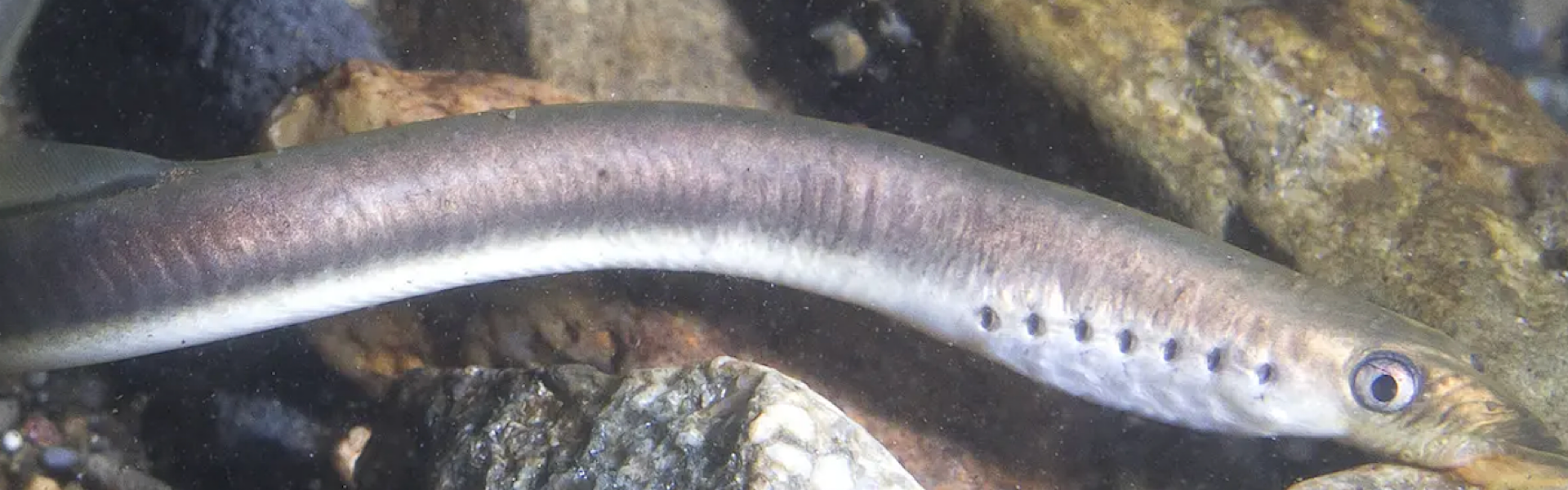 De volta à vida? Peixe considerado extinto é visto novamente